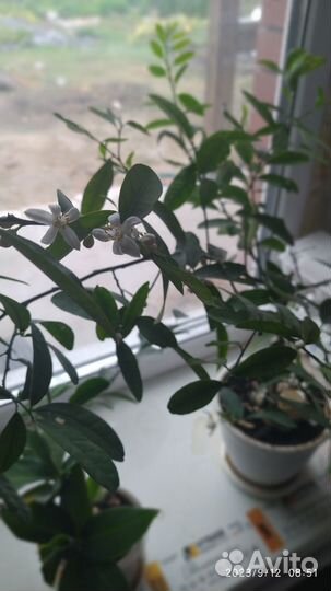 Лимонное дерево привитое с плодами