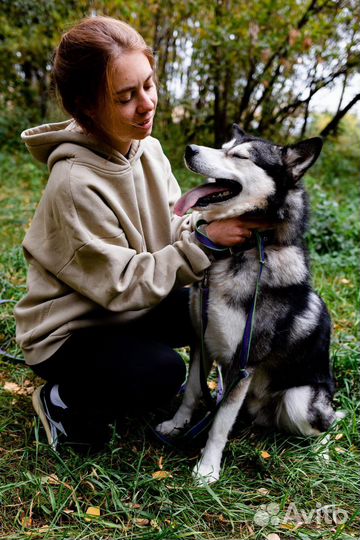 Метис Хаски из приюта