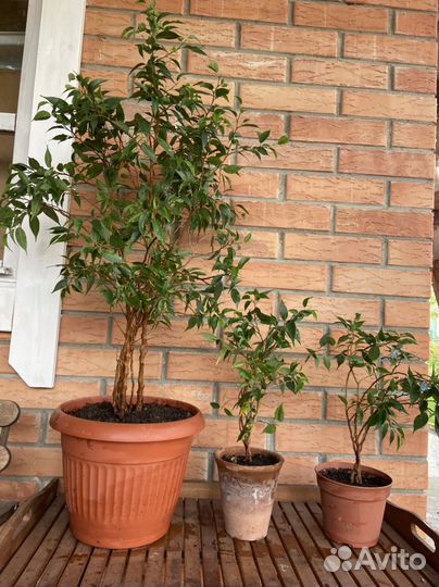 Фикус Бенджамина