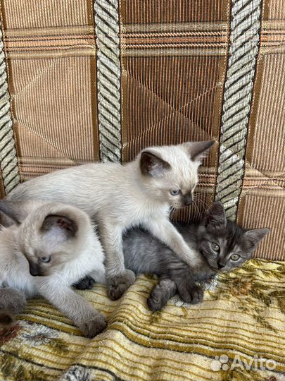 Котята в добрые руки бесплатно