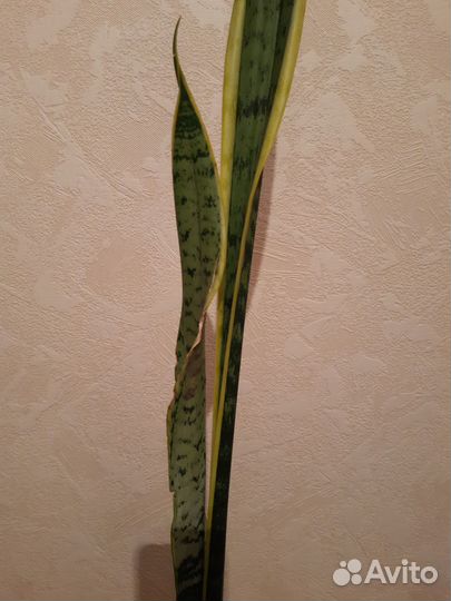Сансевиерия