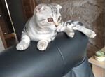 Шотланский вислоухий котенок