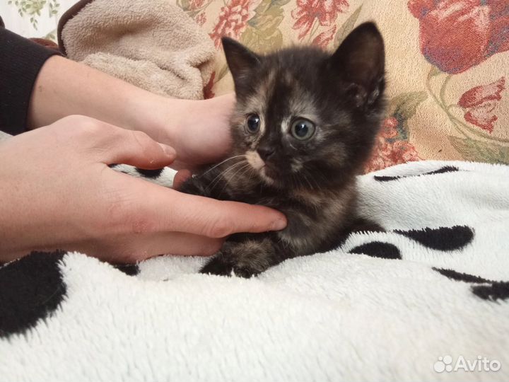 Кошки в добрые руки бесплатно