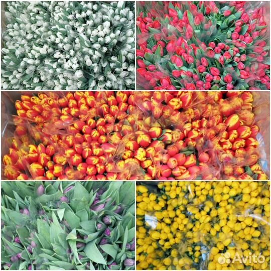 Тюльпаны к 8 марта