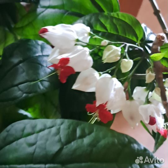 Клеродендрум госпожи томпсон