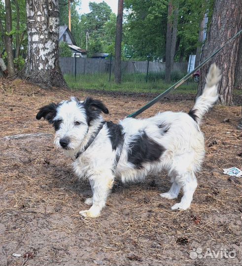 Собака в приюте