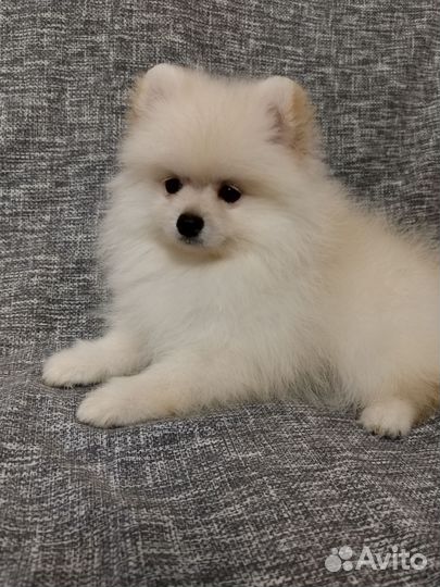 Шпиц мальчишки