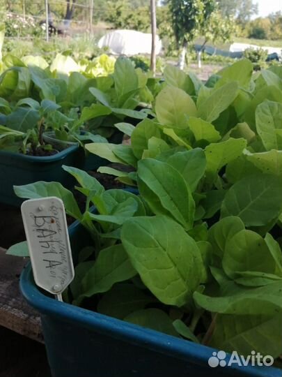 Рассада табака