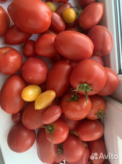 Помидоры свои с дачи