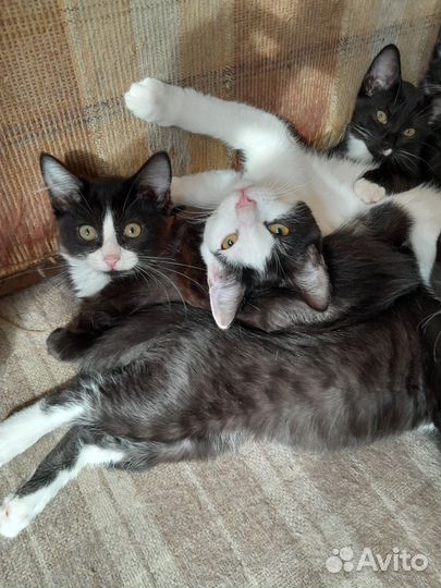 Кошки в добрые руки