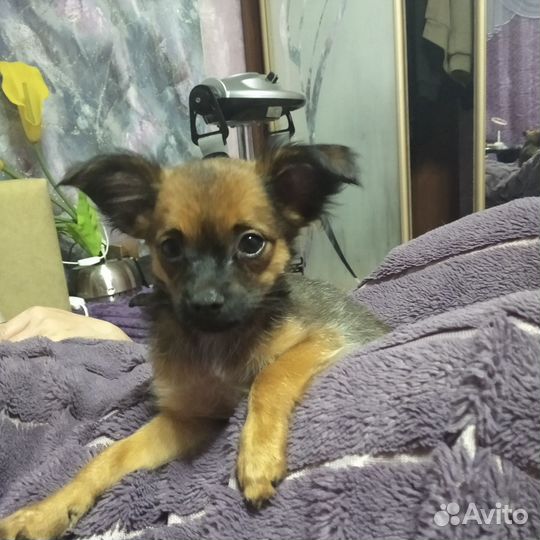 Щенок чихуахуа мальчик