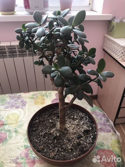 Денежное дерево. Толстянка