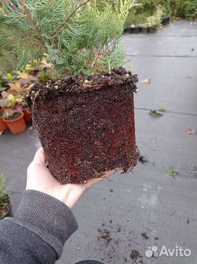 Можжевельник олд голд