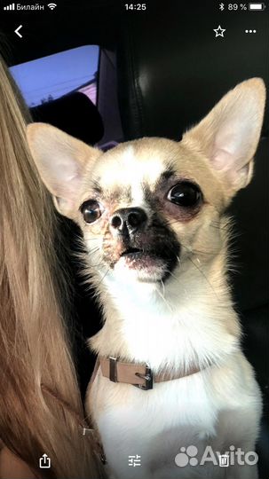 Вязка чихуахуа