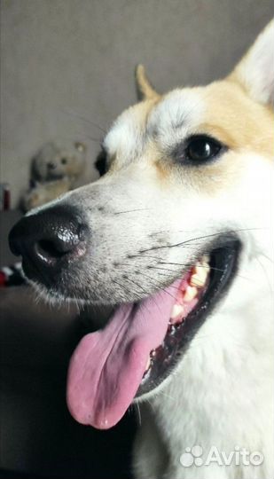 Отдам бесплатно собаку в добрые руки