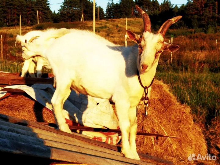 Козы дойные