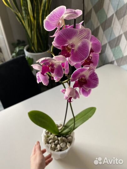 Орхидея фаленопсис