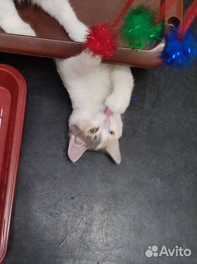 Кошечка Сисиль ищет дом