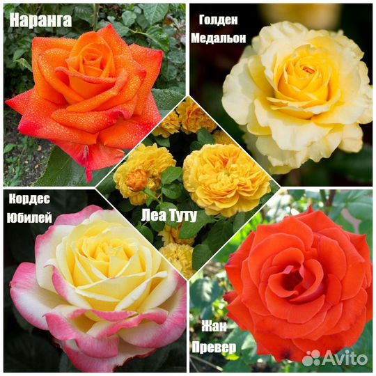 Розы 2023