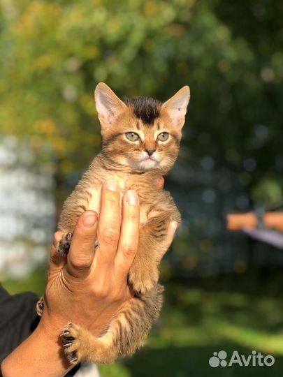 Котята Чаузи