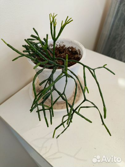 Хойя, фикус, папортник