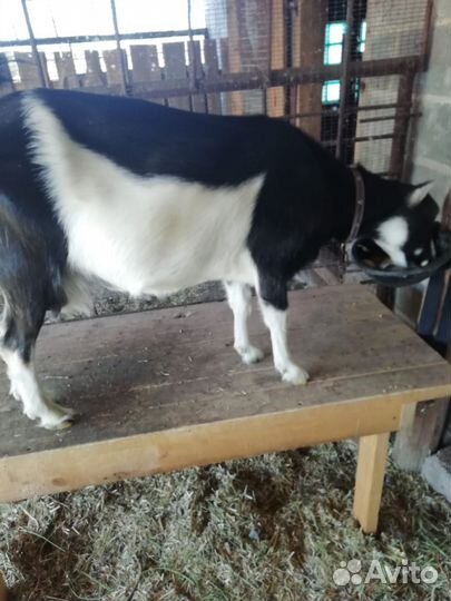 Коза дойная ламанча