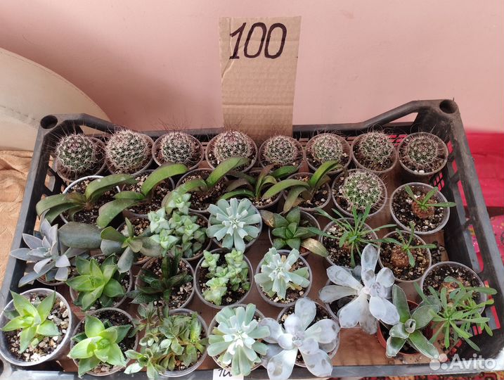 Кактусы и суккуленты