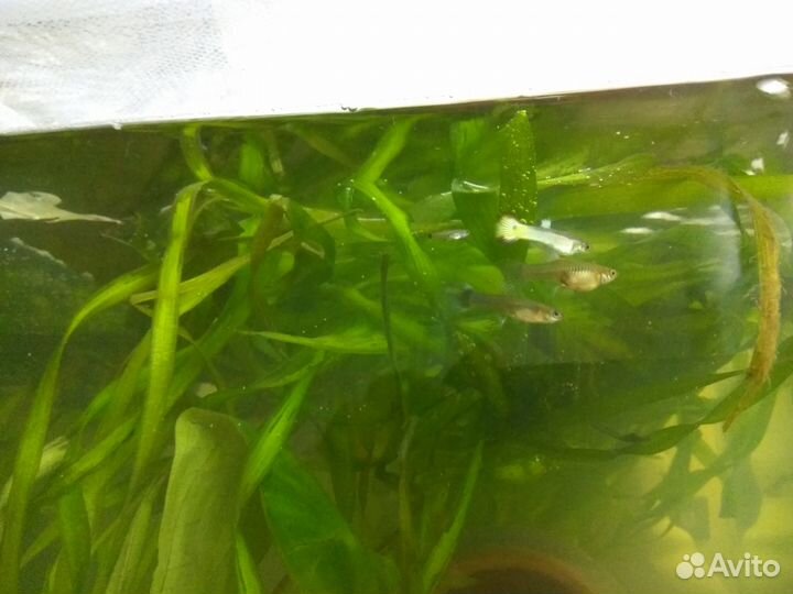 Продам гуппи и креветок