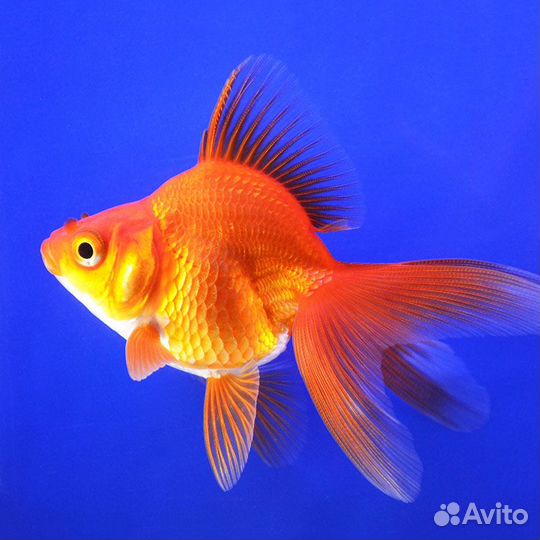 Золотая рыбка Риукин Красный (Ryukin Goldfish)