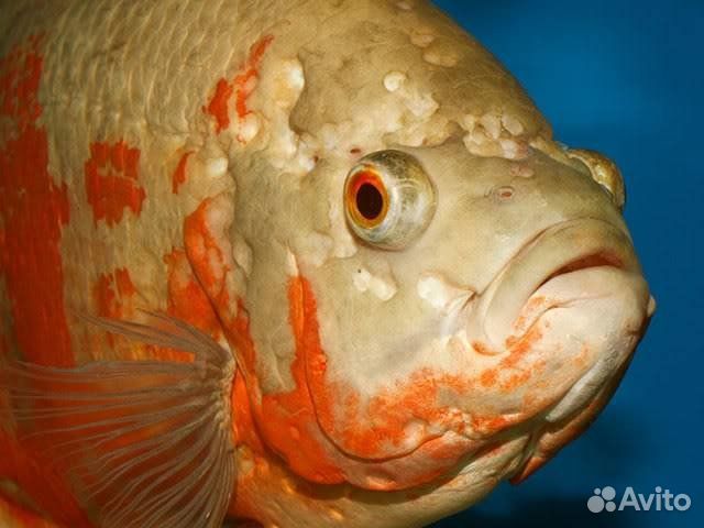 Лечение рыбок, чистка аквариума, перевозка