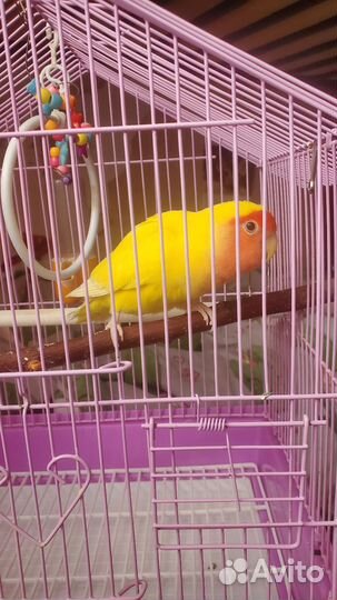 Попугай неразлучник с клеткой