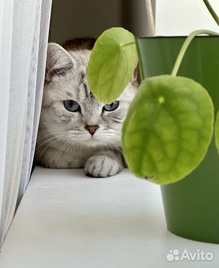 Британский кот вязка