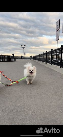 Девочки померанского шпица