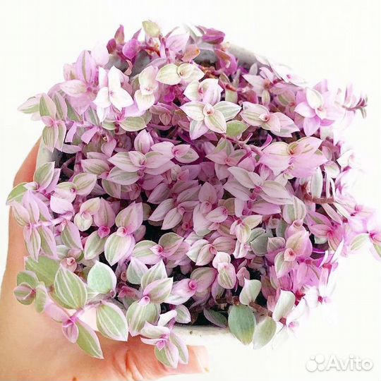 Каллизия Голд, Крибо,Бьянка, зелёная, розовая