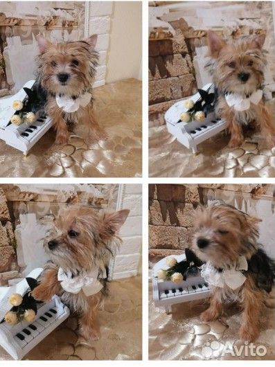 Йоркширский терьер девочка