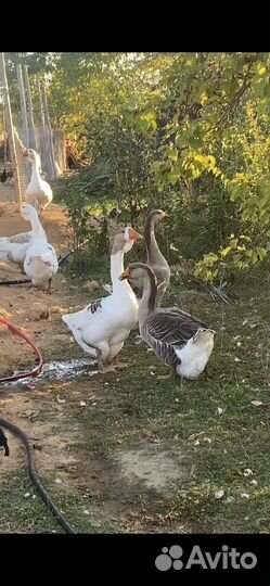 Холмогорские гусята