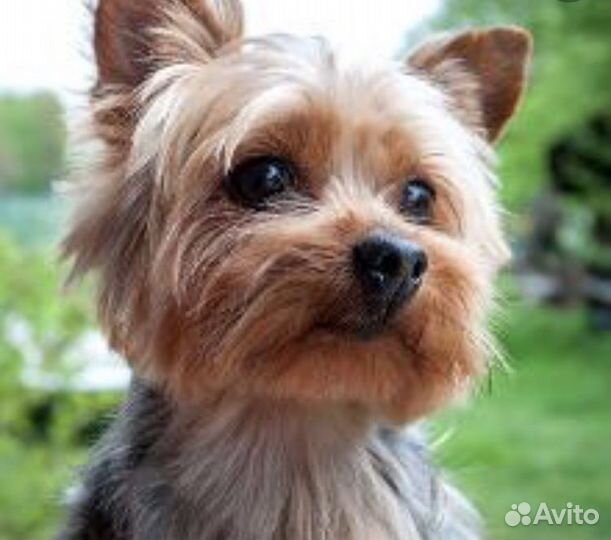 Передержка собак маленьких пород