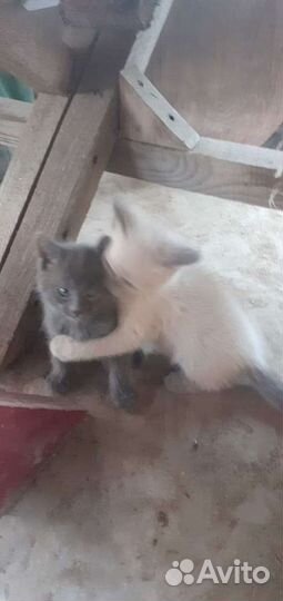 Отдадим котят