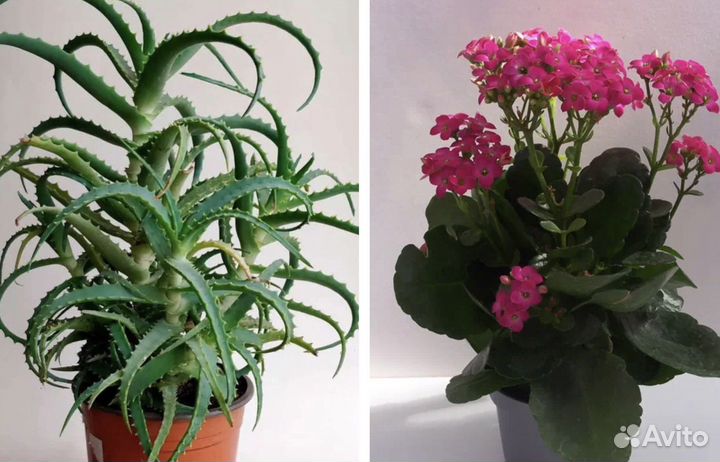 Алоэ / Каланхоэ