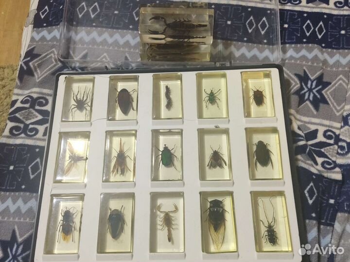 Насекомые в смоле настоящие