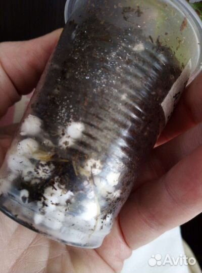 Бегония амфиоксус