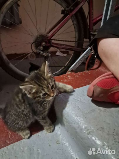 Кошка с котятками в беде