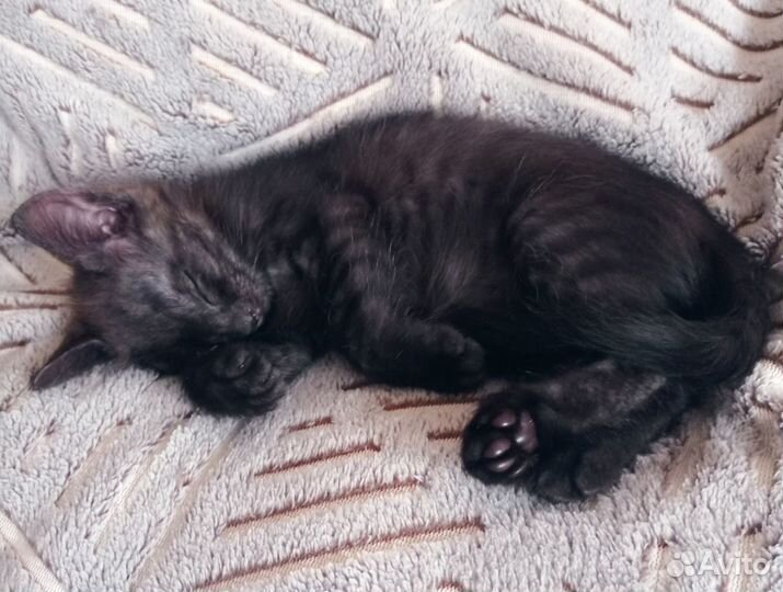 Котята в добрые руки даром