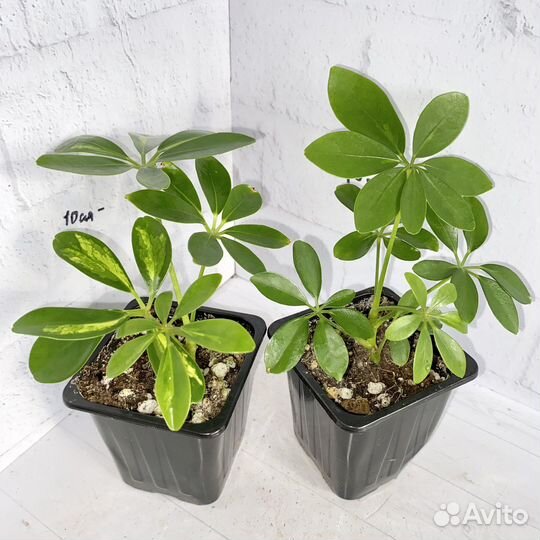 Шефлера вариегатная