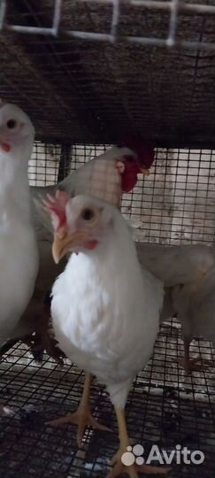 Курочки Декабл Вайт,Доминант,утята,гусята,мускус