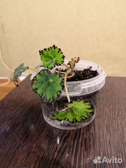 Бегония Бовера