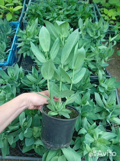 Карликовая Эустома