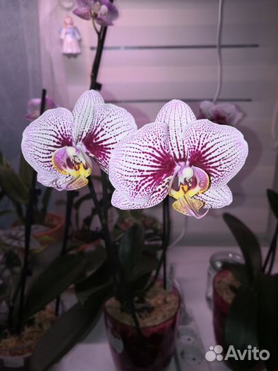 Продам фаленопсисы