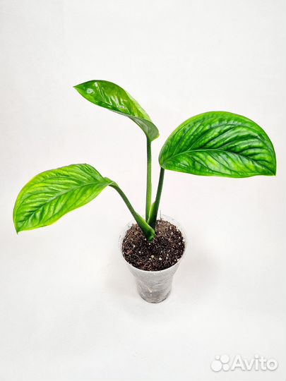 Монстера пиннатипартита