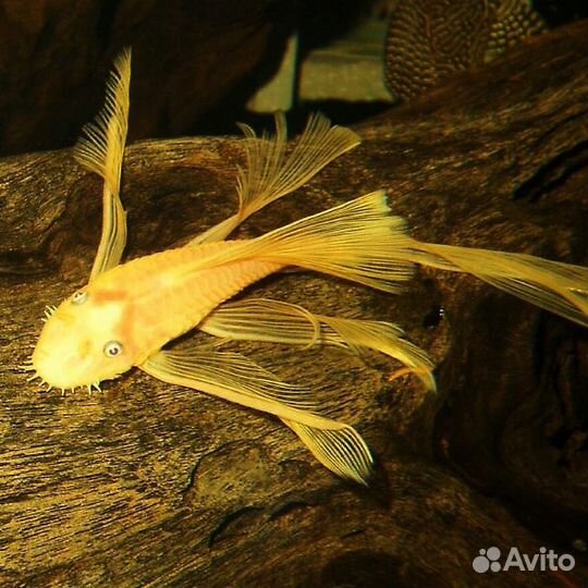 Есть новые рыбки